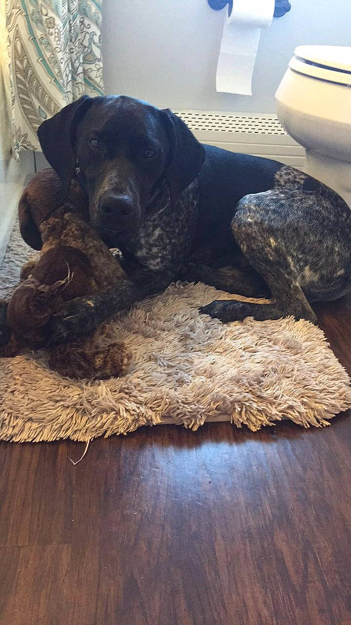 Petey is registered to the contest to win money with this photo: canidae, carnivore, dog, dog_breed, fila_brasileiro, sporting_group