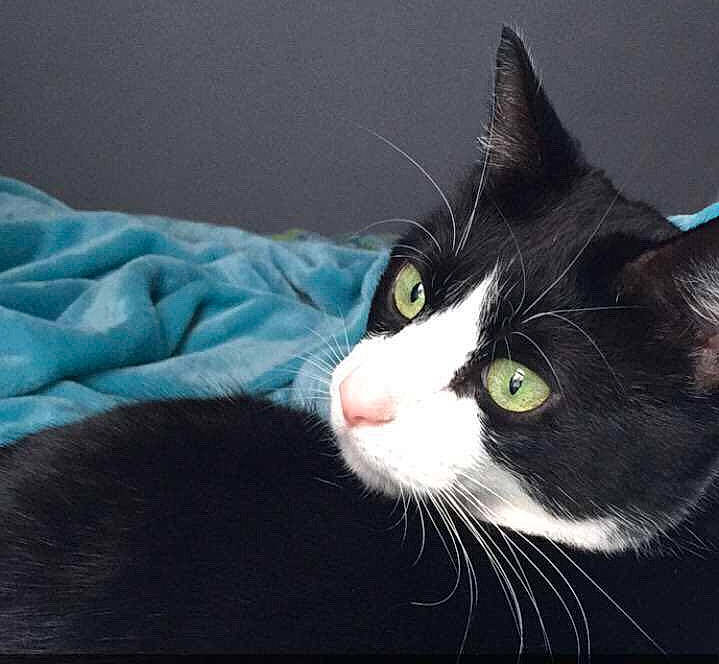 Kip joined the competition — help win amazing prizes! aegean_cat, american_wirehair, black_and_white, black_cat, carnivore, cat, domestic_short_haired_cat, felidae, fur, kitten, small_to_medium_sized_cats, snout, whiskers