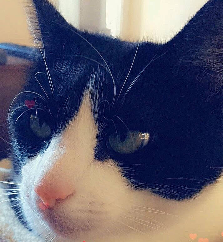 Kip is registered to the contest to win money with this photo: aegean_cat, american_wirehair, carnivore, cat, close_up, domestic_short_haired_cat, ear, eye, felidae, fur, iris, japanese_bobtail, nap, nose, polydactyl_cat, sky, small_to_medium_sized_cats, snout, tail, whiskers