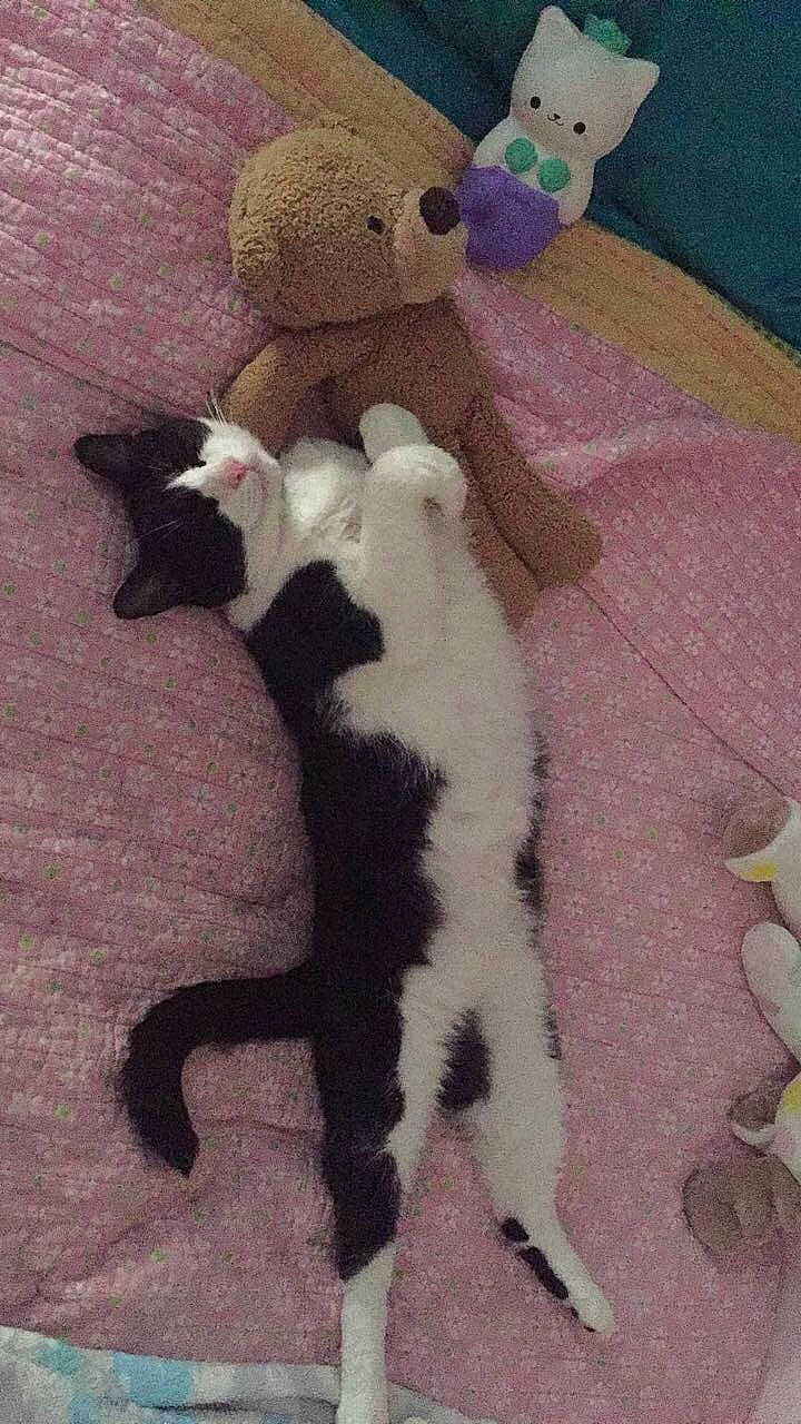 Kip is registered to the contest to win money with this photo: black_cat, canidae, carnivore, cat, fawn, felidae, fur, kitten, polydactyl_cat, small_to_medium_sized_cats, tail, whiskers