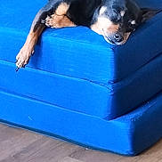 Sebastien Baulu a rejoint le concours — aidez-le/la à gagner de superbes lots ! dog, sleeping, blue_couch, indoor, wooden_floor, relaxed, pet, fur, small_dog, resting, black_dog, tan_markings, comfort, napping, armrest, furniture, domestic, cozy, quiet, calm