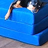 armrest, black_dog, blue_couch, calm, comfort, cozy, dog, domestic, fur, furniture, indoor, napping, pet, quiet, relaxed, resting, sleeping, small_dog, tan_markings, wooden_floor