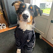 Ayron participe au concours pour gagner de l'argent avec cette photo : dog, indoor, pet, black_jacket, north_face, carpet, door, window, rain, garden, floor, fur, ears, eyes, nose, white_paws, curious, sitting, cute, animal