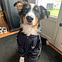 dog, indoor, pet, black_jacket, north_face, carpet, door, window, rain, garden, floor, fur, ears, eyes, nose, white_paws, curious, sitting, cute, animal