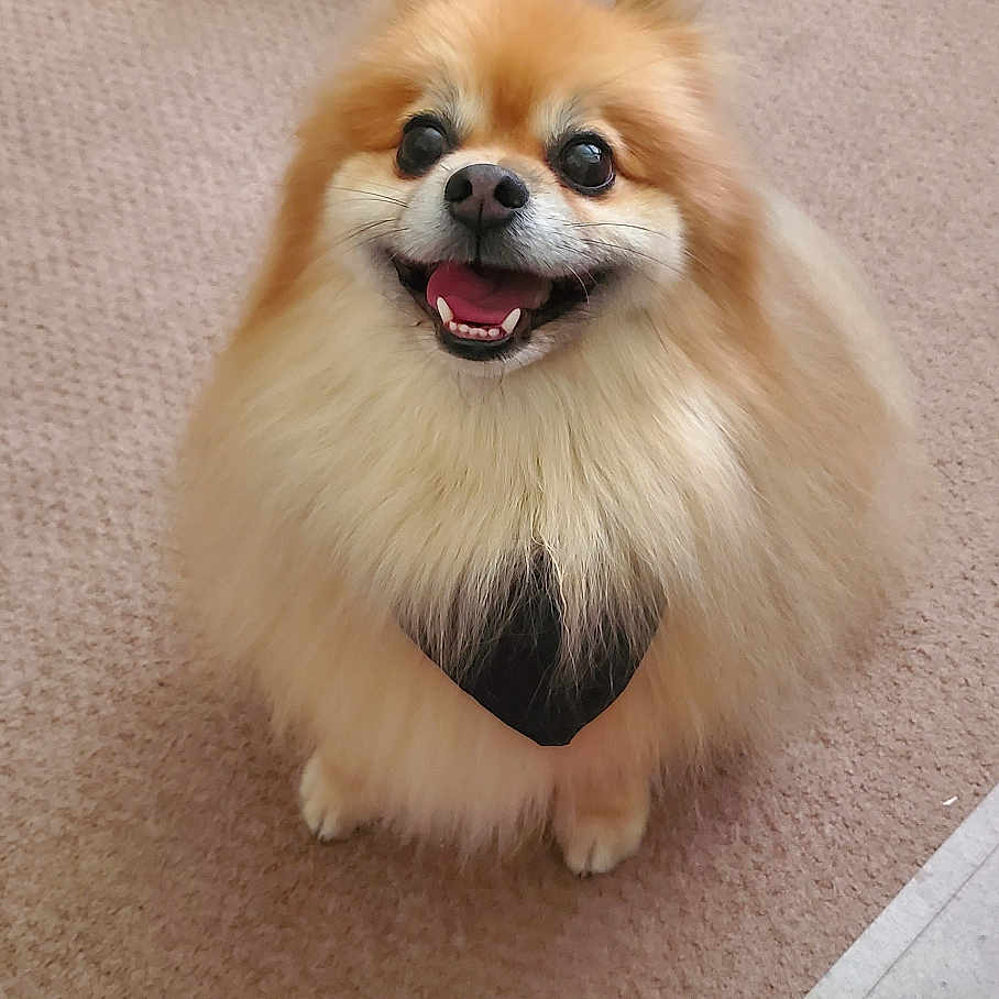 Jaxson joined the competition — help win amazing prizes! animal, architecture, bodypart, canine, cockerspaniel, couch, dog, dogbed, eskimodog, furniture, hardwood, homedecor, indoors, interiordesign, mouth, papillon, person, pet, puppy, wood