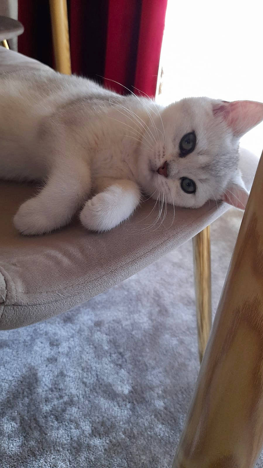 Hurayra participe au concours pour gagner de l'argent avec cette photo : canidae, carnivore, cat, chair, claw, comfort, couch, domestic_short_haired_cat, eye, fawn, felidae, flooring, foot, fur, hardwood, paw, small_to_medium_sized_cats, tail, whiskers, wood