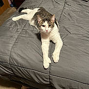 Scooter joined the competition — help win amazing prizes! cat, dog, bed, gray_bedspread, pillow, carpet, furniture, indoor, pet, relaxed, lying_down, small_dog, tabby_cat, curled_up, cozy, resting, domestic, household, sleeping_pet, bedroom