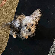 Scooter joined the competition — help win amazing prizes! animal, black, brown, carpet, companion, curious, cute, dog, domestic_animal, ears, floor, fluffy, fur, indoor, looking_up, pet, rug, sitting, small_dog, white