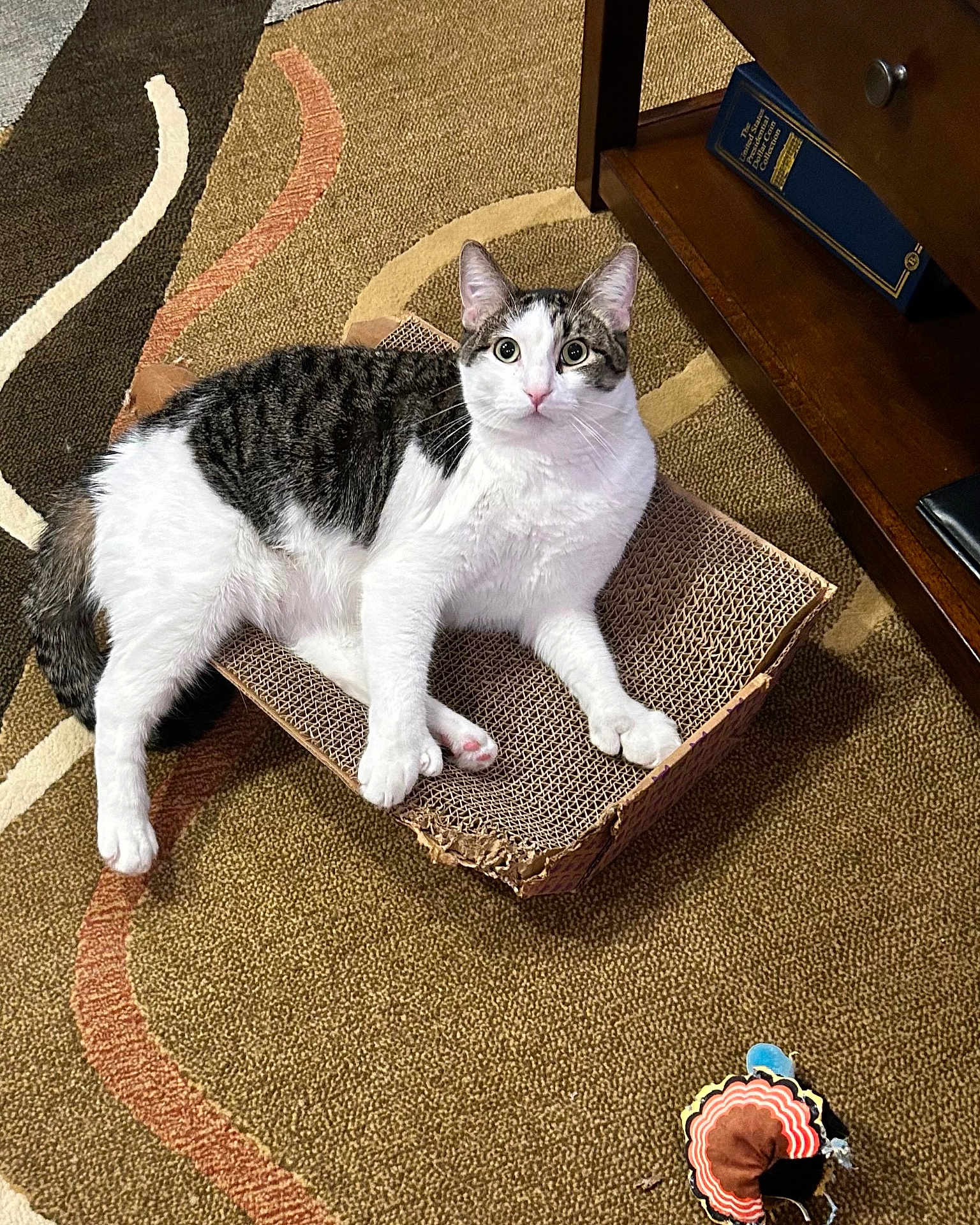 Kitten Mittens joined the competition — help win amazing prizes! cat, tabby, white, cardboard_scratch_pad, carpet, toy, indoor, pet, feline, curious, wide_eyes, wooden_furniture, book, close_up, animal, domestic_cat, home, relaxed, playful, scratched