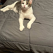 Kitten Mittens joined the competition — help win amazing prizes! cat, dog, bed, comforter, gray, white, tabby, furniture, indoor, pet, sleeping_dog, curious_cat, wide_eyes, wooden_dresser, bedroom, animal, relaxed, cozy, fur, napping