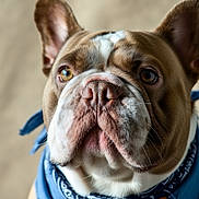 Butch is registered to the contest to win money with this photo: adorable, animal, bandana, brown, bulldog, close_up, cute, dog, domestic_animal, ears, face, furry, indoor, looking_away, mammal, pet, portrait, soft_light, white, wrinkles