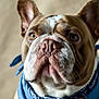 adorable, animal, bandana, brown, bulldog, close_up, cute, dog, domestic_animal, ears, face, furry, indoor, looking_away, mammal, pet, portrait, soft_light, white, wrinkles