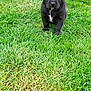 Ariol a rejoint le concours — aidez-le/la à gagner de superbes lots ! puppy, dog, black_dog, grass, outdoor, young, cute, pet, animal, nature, green, fur, mammal, walking, small, adorable, grass_field, standing, canine, white_patch