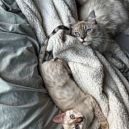 Casper N Nala is registered to the contest to win money with this photo: cat, two_cats, blue_eyes, fluffy_fur, blanket, bed, gray_bedspread, relaxed, stretching, indoor, pet, cute, feline, soft_texture, cozy, resting, animal, domestic, companion, sleepy