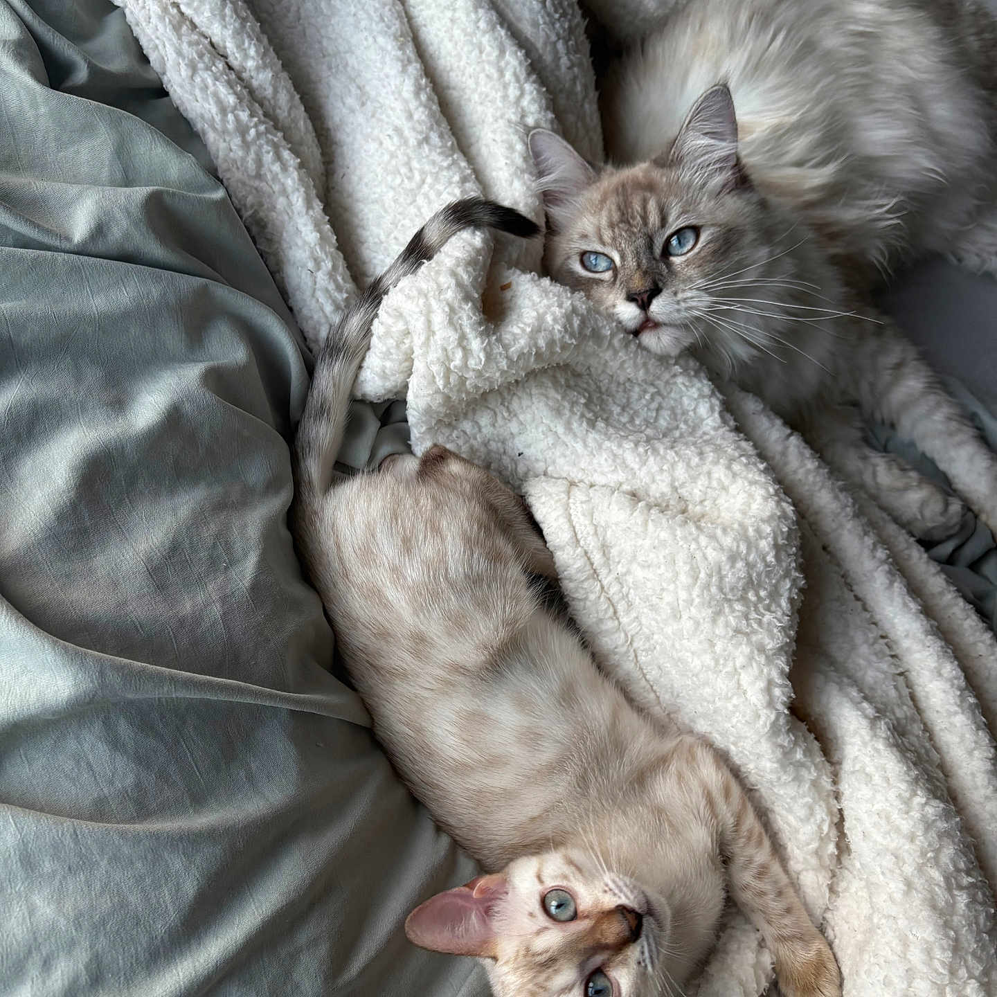 Casper N Nala is registered to the contest to win money with this photo: animal, bed, blanket, blue_eyes, cat, companion, cozy, cute, domestic, feline, fluffy_fur, gray_bedspread, indoor, pet, relaxed, resting, sleepy, soft_texture, stretching, two_cats