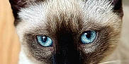 Mowgli participe au concours pour gagner de l'argent avec cette photo : animal, blue_eyes, cat, close_up, cute, domestic_animal, ears, face, feline, floor, fur, indoor, looking_at_camera, mammal, pet, portrait, relaxed, siamese_cat, sitting, whiskers
