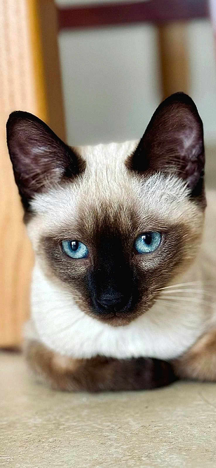 Mowgli