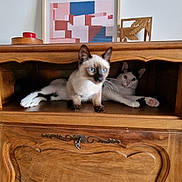 Mowgli participe au concours pour gagner de l'argent avec cette photo : animal, artwork, black_and_white_cat, cat, compartment, cozy, curious, furniture, hat_stand, home_decor, indoor, kitten, paw, pets, playful, relaxed, resting, siamese_cat, whiskers, wooden_cabinet