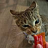 Zodiac joined the competition — help win amazing prizes! animal, brown, cat, closeup, collar, curious, cute, domestic, feline, floor, food, hand, indoor, licking, pet, snack, striped, tabby, treat, whiskers