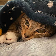 Zodiac is registered to the contest to win money with this photo: animal, blanket, cat, closeup, comfort, cozy, cute, eye, feline, fur, indoor, paw, pet, resting, sleepy, snug, soft, tabby, warm, whiskers