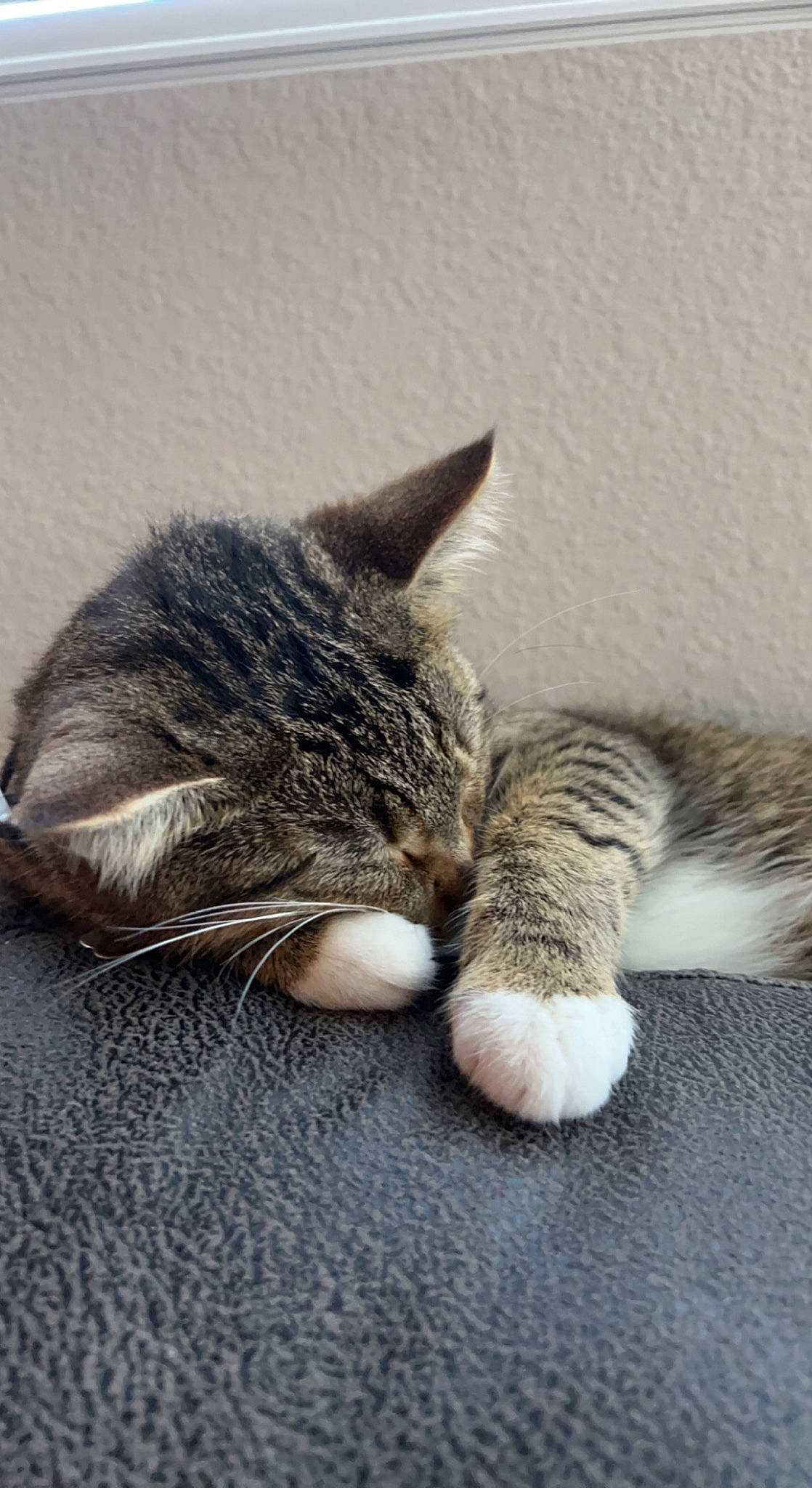 Zodiac joined the competition — help win amazing prizes! carnivore, cat, claw, comfort, domestic_short_haired_cat, ear, felidae, foot, fur, grey, nap, paw, sitting, sleep, small_to_medium_sized_cats, snout, tail, whiskers