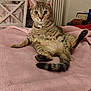 Bella is registered to the contest to win money with this photo: animal, blanket, cat, collar, cozy, cute, fur, furniture, heater, home, indoor, mammal, pet, pink, relaxed, sitting, tabby, tail, whiskers, wide_eyes