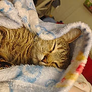 Bella is registered to the contest to win money with this photo: animal, blanket, cat, closeup, comfort, cozy, cute, domestic, face, fur, indoor, nap, pet, relaxation, rest, sleeping, soft, tabby, warm, whiskers