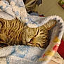 animal, blanket, cat, closeup, comfort, cozy, cute, domestic, face, fur, indoor, nap, pet, relaxation, rest, sleeping, soft, tabby, warm, whiskers