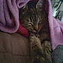 Bella joined the competition — help win amazing prizes! animal, blanket, cat, closeup, comfort, cozy, cute, feline, fur, home, indoor, paw, pet, purple_blanket, relaxed, resting, sleeping, soft_texture, tabby_cat, warm