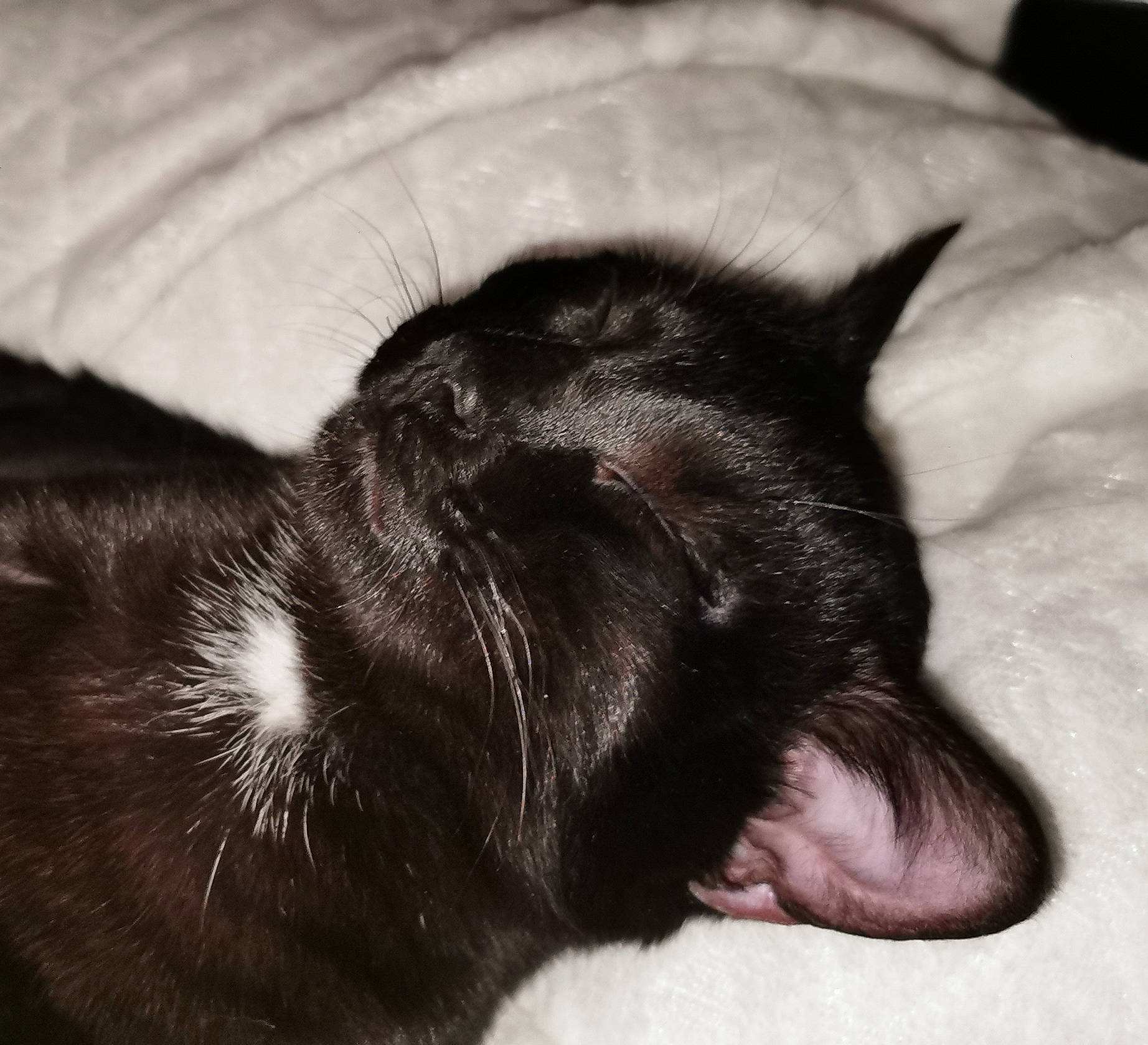 Nox participe au concours pour gagner de l'argent avec cette photo : black_cat, carnivore, cat, claw, cloud, comfort, dog_breed, domestic_short_haired_cat, ear, eye, felidae, fur, gesture, head, paw, small_to_medium_sized_cats, snout, sporting_group, tail, whiskers