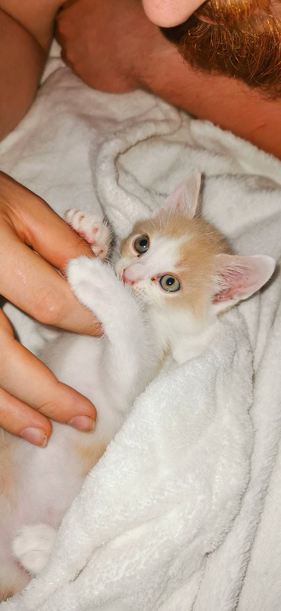 Loki participe au concours pour gagner de l'argent avec cette photo : carnivore, cat, claw, comfort, domestic_short_haired_cat, fawn, felidae, fur, gesture, nail, paw, small_to_medium_sized_cats, tail, whiskers