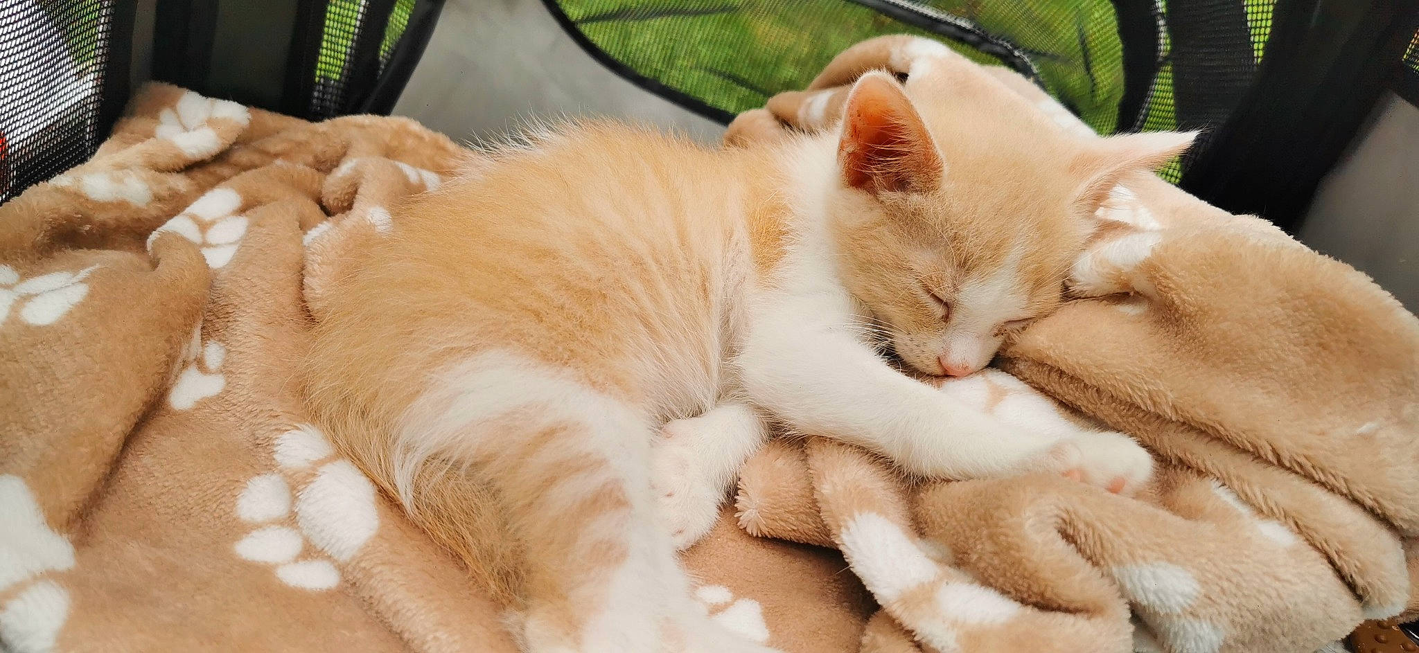 Loki a rejoint le concours — aidez-le/la à gagner de superbes lots ! carnivore, cat, claw, comfort, domestic_short_haired_cat, fawn, felidae, fur, nap, paw, sleep, small_to_medium_sized_cats, snout, tail, whiskers