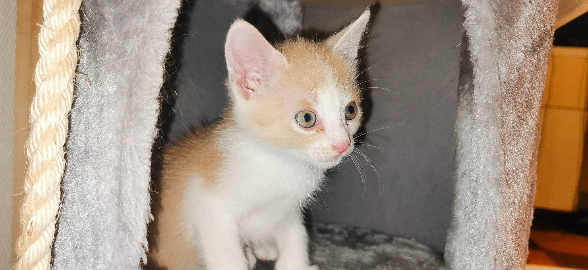 Loki participe au concours pour gagner de l'argent avec cette photo : carnivore, cat, domestic_short_haired_cat, fawn, felidae, fur, paw, small_to_medium_sized_cats, tail, terrestrial_animal, whiskers, window