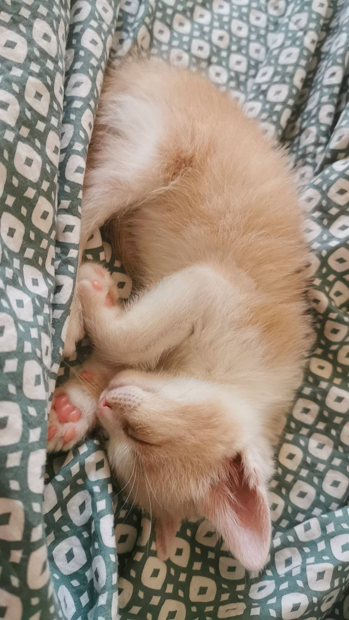 Loki participe au concours pour gagner de l'argent avec cette photo : carnivore, cat, claw, comfort, fawn, felidae, foot, fur, nap, paw, small_to_medium_sized_cats, sporting_group, tail, whiskers