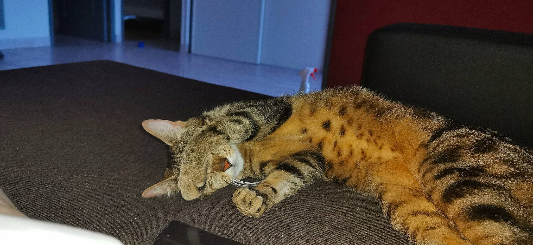 Shiro participe au concours pour gagner de l'argent avec cette photo : carnivore, cat, claw, comfort, domestic_short_haired_cat, ear, eye, felidae, flooring, fur, paw, sitting, small_to_medium_sized_cats, snout, tail, terrestrial_animal, whiskers, wildlife