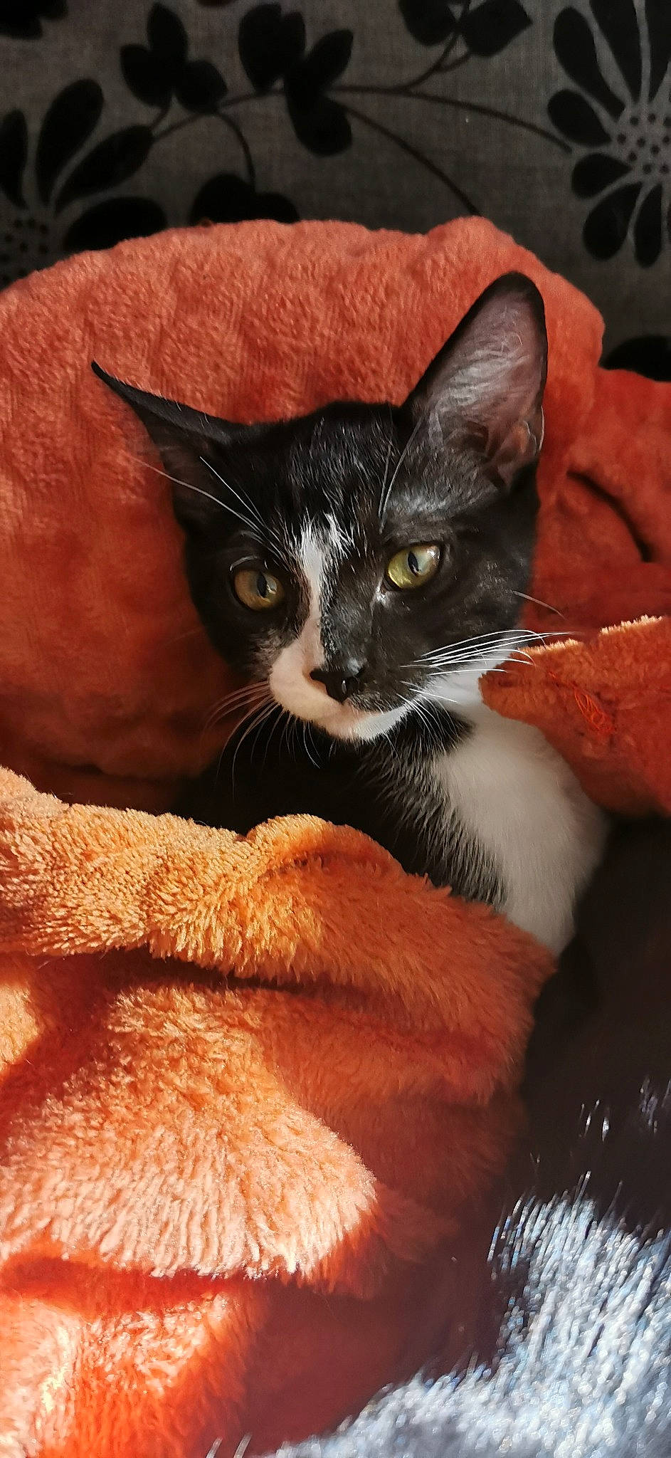 Nova a rejoint le concours — aidez-le/la à gagner de superbes lots ! carnivore, cat, claw, close_up, comfort, domestic_short_haired_cat, ear, eye, eyelash, felidae, fur, iris, nose, paw, small_to_medium_sized_cats, snout, tail, whiskers