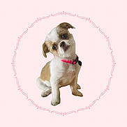 Callie is registered to the contest to win money with this photo: puppy, dog, pet, cute, head_tilt, collar, pink_background, ornamental_frame, small_dog, white_and_brown, sitting, adorable, domestic_animal, animal_portrait, young_dog, fluffy, isolated, studio_style, vignette, friendly