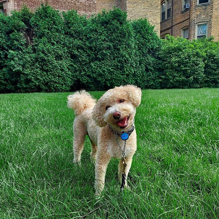 Harvey