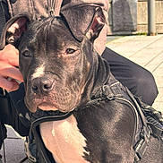 Koda participe au concours pour gagner de l'argent avec cette photo : dog, puppy, pitbull, harness, black_coat, white_chest, sitting, outdoor, person_hand, jacket, leash, pavement, portrait, close_up, sunlight, ears, snout, nose, whiskers, companion