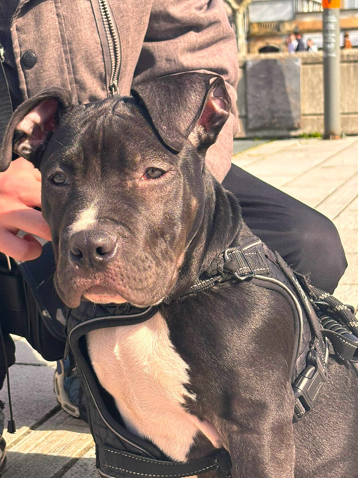 Koda participe au concours pour gagner de l'argent avec cette photo : dog, puppy, pitbull, harness, black_coat, white_chest, sitting, outdoor, person_hand, jacket, leash, pavement, portrait, close_up, sunlight, ears, snout, nose, whiskers, companion