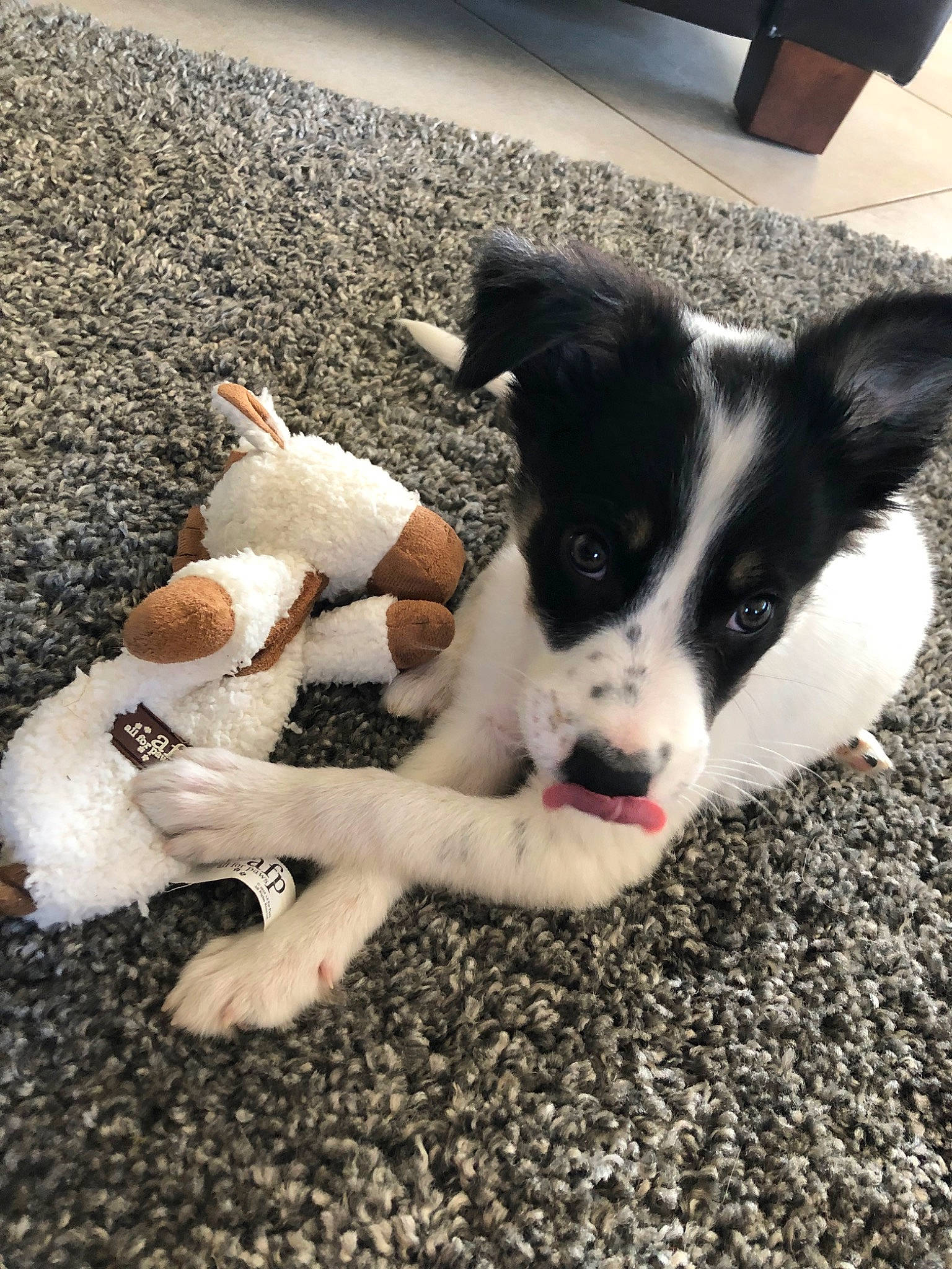 Pao participe au concours pour gagner de l'argent avec cette photo : border_collie, canidae, carnivore, companion_dog, dog, dog_breed, mammal, puppy, sporting_group, street_dog, vertebrate