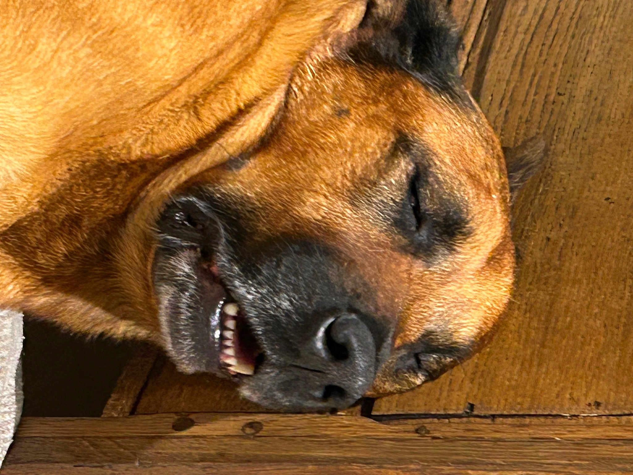 Mya