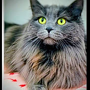 Juliet is registered to the contest to win money with this photo: cat, fluffy, gray, yellow_eyes, pet, feline, long_hair, close_up, animal, whiskers, cute, indoor, portrait, soft_fur, relaxed, domestic_animal, laying, face, alert, macro