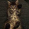 kitten, cat, tabby, paw, fur, whiskers, eyes, pet, animal, cute, sleeping, resting, blanket, texture, indoor, mammal, small, young, feline, relaxing