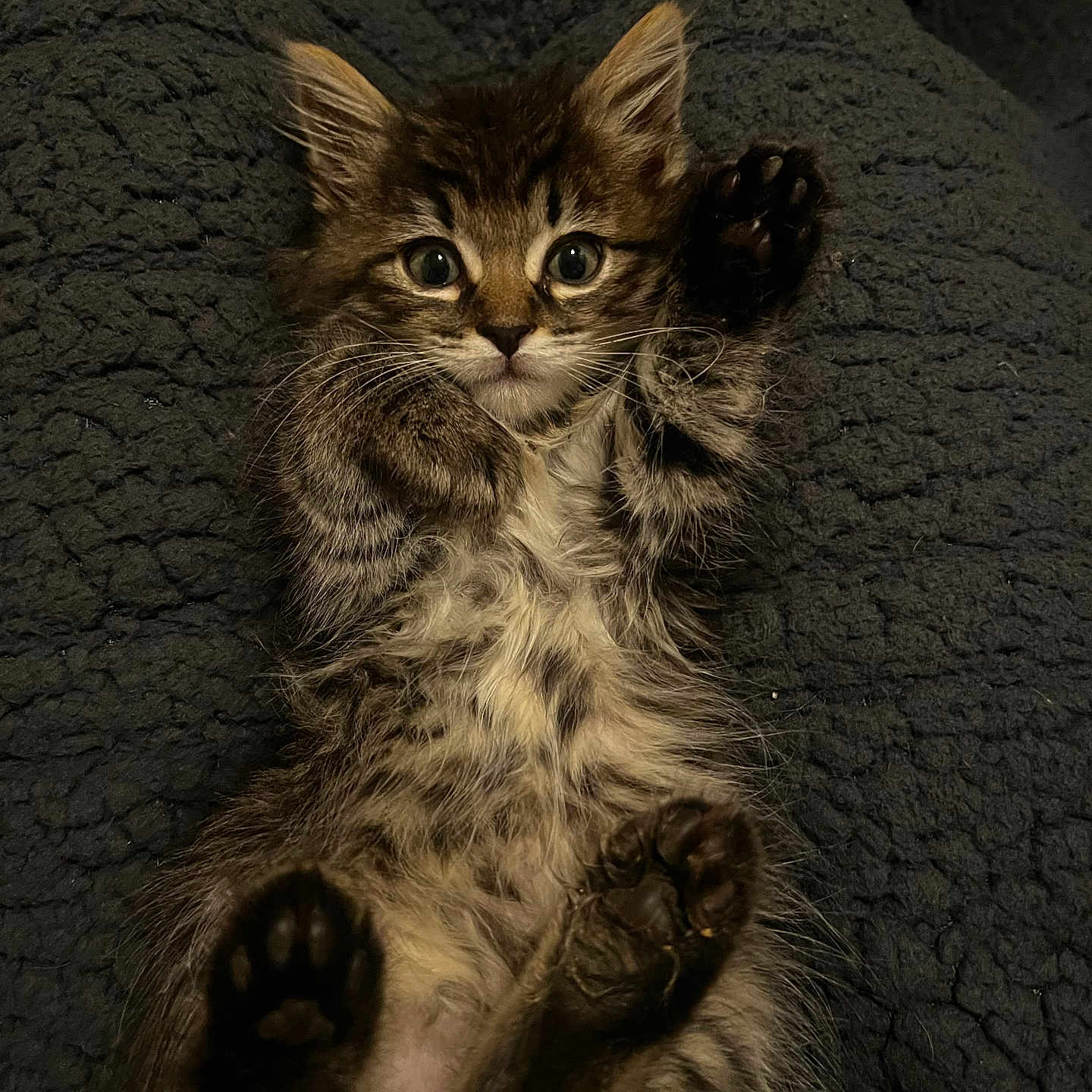 Miso