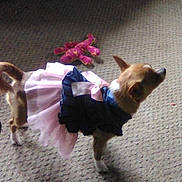 Baby joined the competition — help win amazing prizes! dog, small_dog, clothing, dress, carpet, toy, plush_toy, pet, indoor, brown_dog, white_paws, cute, animal, standing, side_view, domestic_animal, costume, pet_fashion, pink, blue