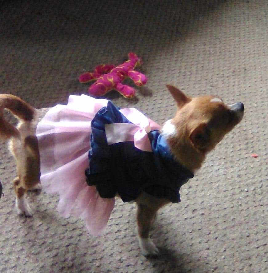 Baby joined the competition — help win amazing prizes! dog, small_dog, clothing, dress, carpet, toy, plush_toy, pet, indoor, brown_dog, white_paws, cute, animal, standing, side_view, domestic_animal, costume, pet_fashion, pink, blue