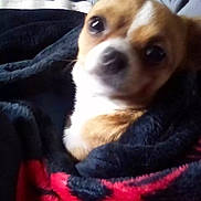 Tiny Baby joined the competition — help win amazing prizes! animal, blanket, brown, close_up, comfort, cozy, cute, dog, ears, face, fur, furry, indoor, pet, resting, small_dog, snout, soft, white, wrapped