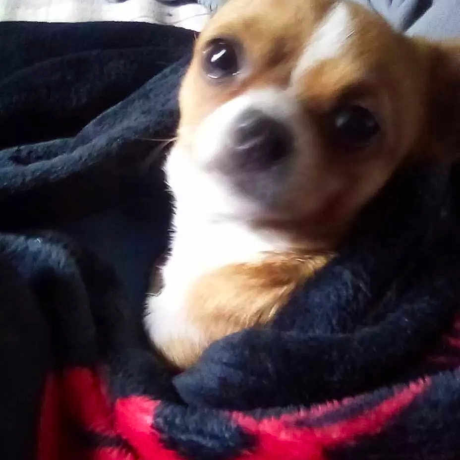 Tiny Baby joined the competition — help win amazing prizes! animal, blanket, brown, close_up, comfort, cozy, cute, dog, ears, face, fur, furry, indoor, pet, resting, small_dog, snout, soft, white, wrapped