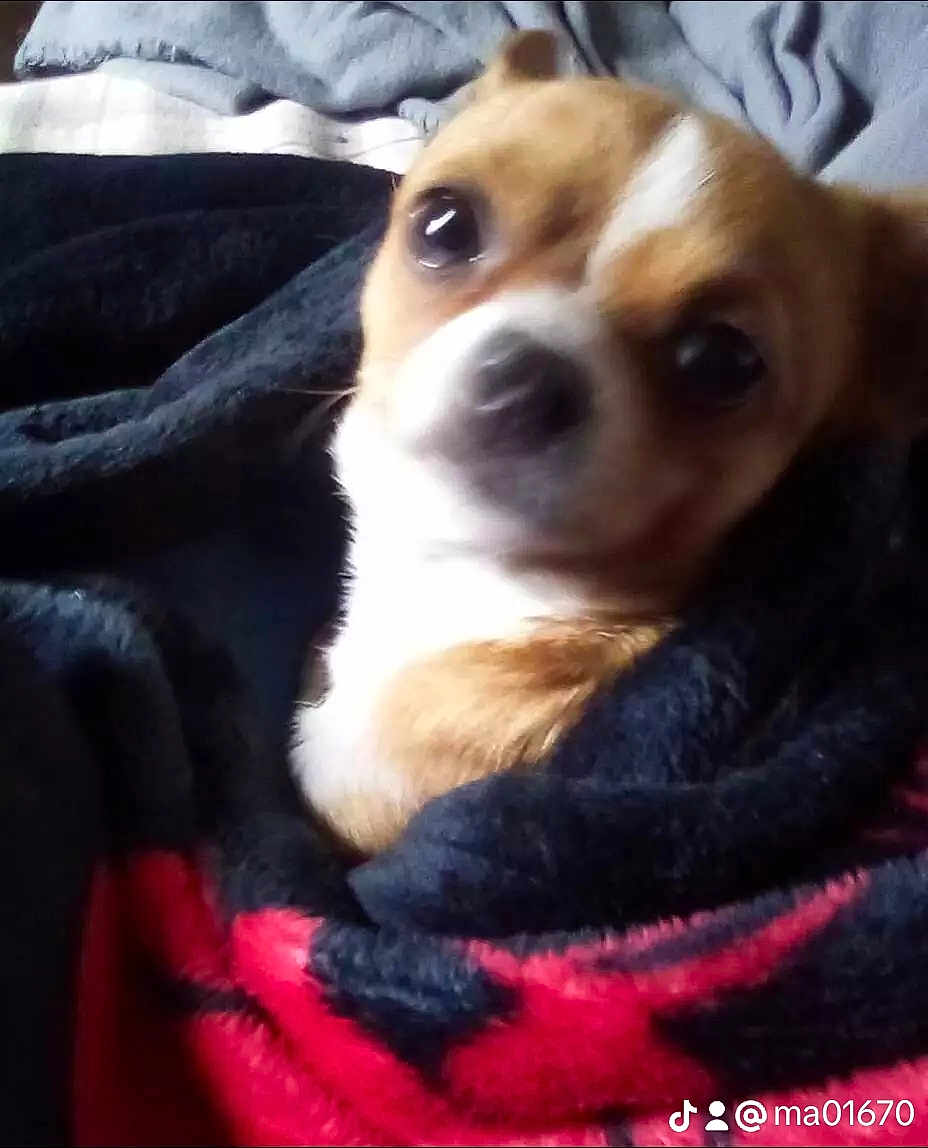 Tiny Baby joined the competition — help win amazing prizes! animal, blanket, brown, close_up, comfort, cozy, cute, dog, ears, face, fur, furry, indoor, pet, resting, small_dog, snout, soft, white, wrapped